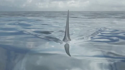 Shark swimming seen from surface Stock Footage 14308989