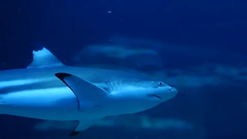 Shark Swimming Underwater in Deep Blue Ocean Environment Stock Footage 329171853