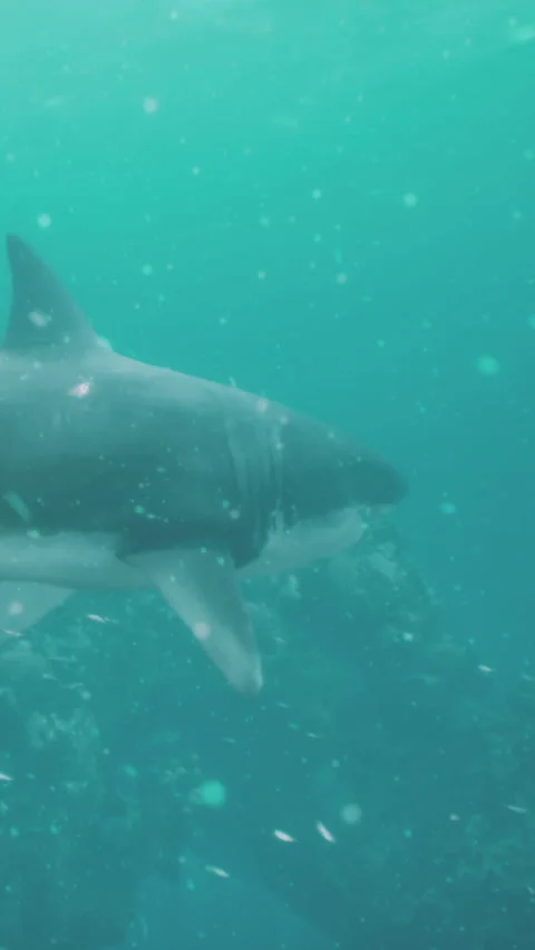 Shark swimming underwater in ocean with bubbles and small fish present Stock Footage 337924951