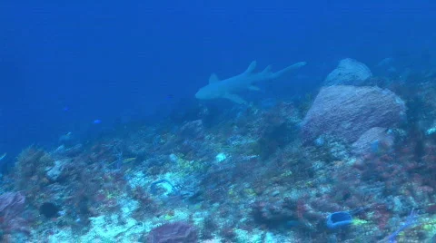 Shark swimming on wall Stock Footage 655939