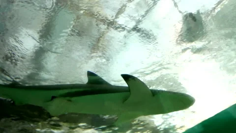 Shark swims in an aquarium Stock Footage 201325817