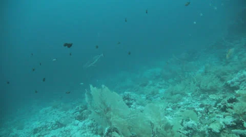 Shark swims in the blue 库存影片 22721996