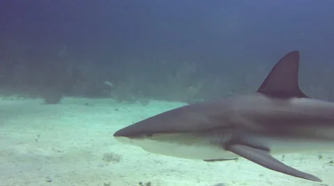 Shark swims close to bottom Video stock 47927828