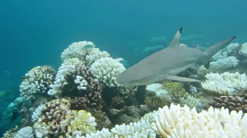 Shark swims Stock Footage 73937774