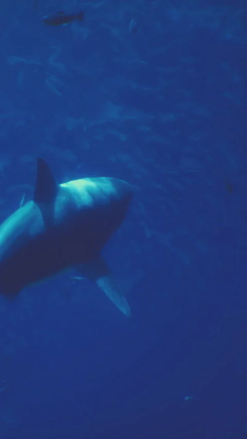 Shark swims gracefully through water in ocean depth during daytime Stock Footage 342349526