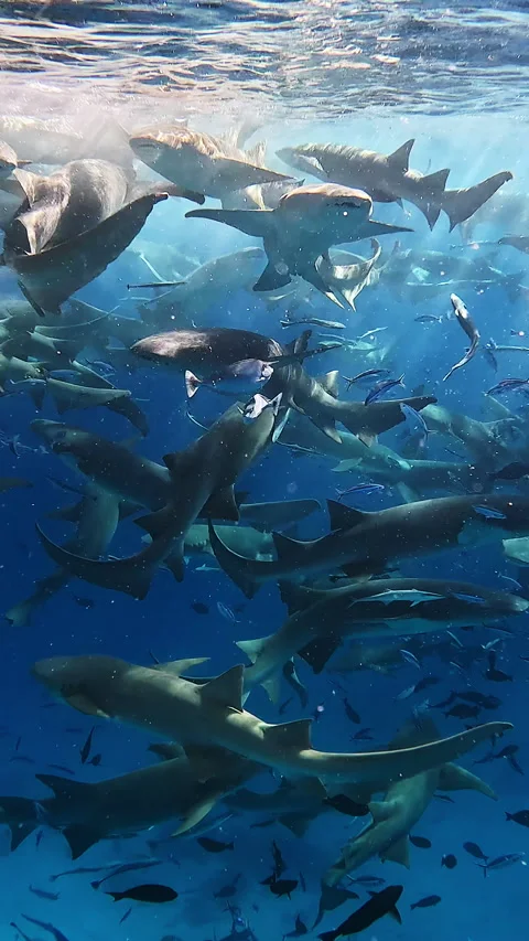 Shark swims in the Indian Ocean Vídeo Stock 286718062