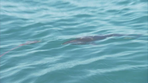 A shark swims just below the surface of the sea 스톡 동영상 32421776