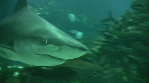 Shark swims past camera Stock-Footage 20312843