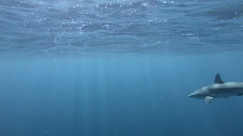 Shark swims in slow motion through the deep ocean Stock Footage 53211976