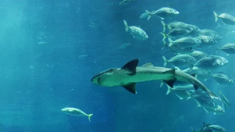 Shark swims through large school of fish Stock Footage 168888130