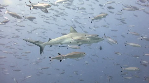 Shark swims through school of fish Stock Footage 91020179