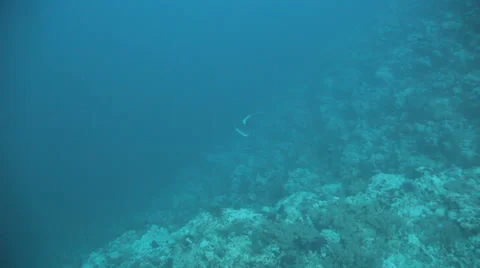 Shark swims toward camera Stock Footage 22718205