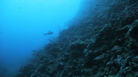 Shark swims toward camera Stock Footage 22721747