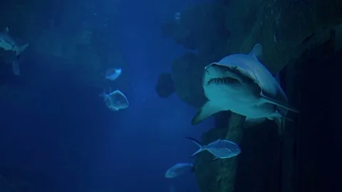 Shark Swims Underwater Stock Footage 75251492