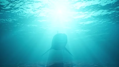Shark swims underwater Stock Footage 290953484