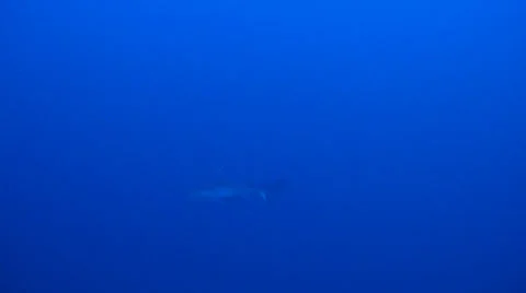 Shark swims in the water Stock Footage 36972664