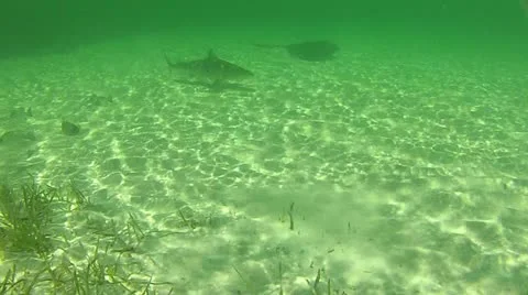 Shark Taking Bait Stock Footage 11112638