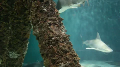 Shark tank Stockbeeldmateriaal 22225101