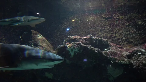 Shark in tank Stock-Footage 103136241