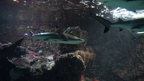 Shark in tank Stock-Footage 103136390
