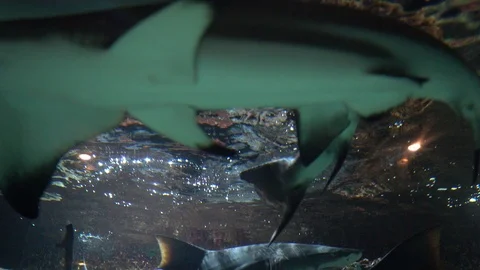 Shark in tank Stock-Footage 103136509