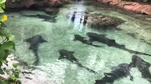 Shark Tank Video stock 142251952