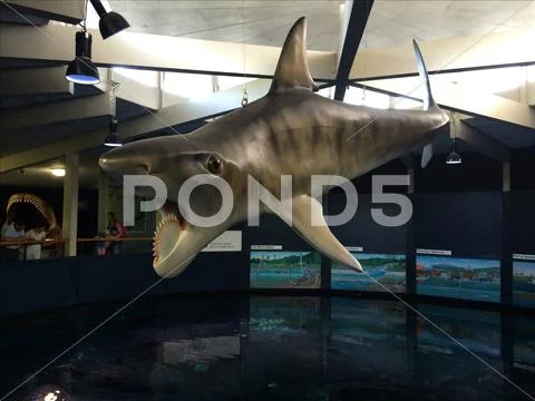 Shark Tank Stock Photos