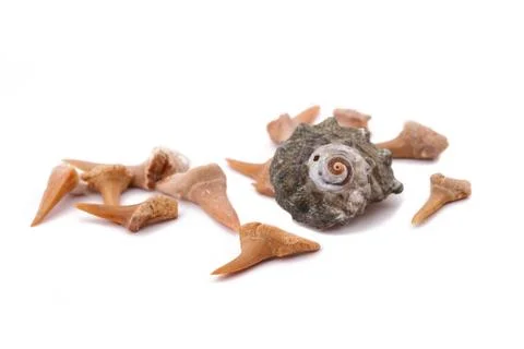 Shark Teeth and old shell on the white Stock Photos