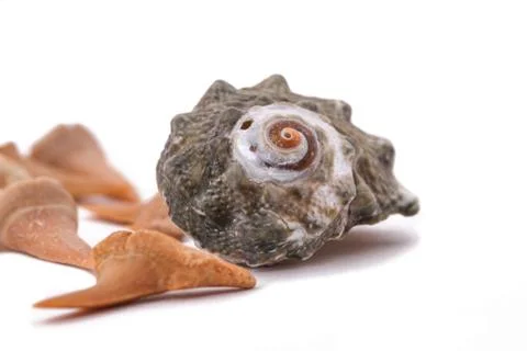 Shark Teeth and old shell on the white Stock Photos