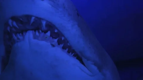 Shark teeth while swimming past. Vídeo Stock 82758137