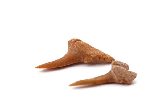 The Shark Teeth on the white backround Stock Photos