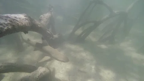 Shark Thai mangroves #2 Stock Footage 184645562