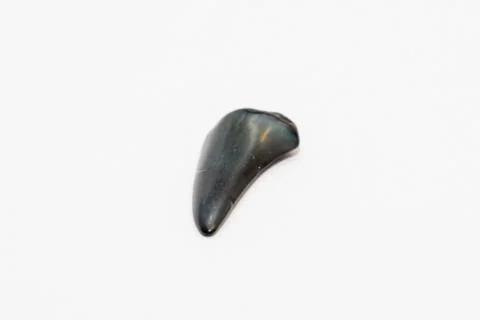Shark tooth black sharp and old petrified fossil found at beach Foto stock