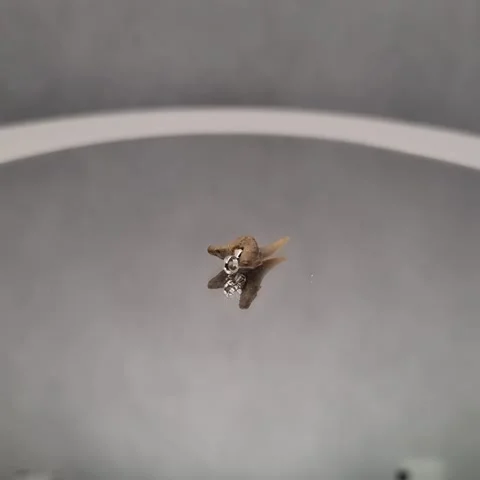 Shark tooth Stock Footage 272315534