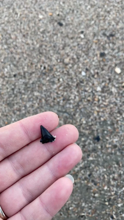 A shark tooth fossil Stock Footage 264155332