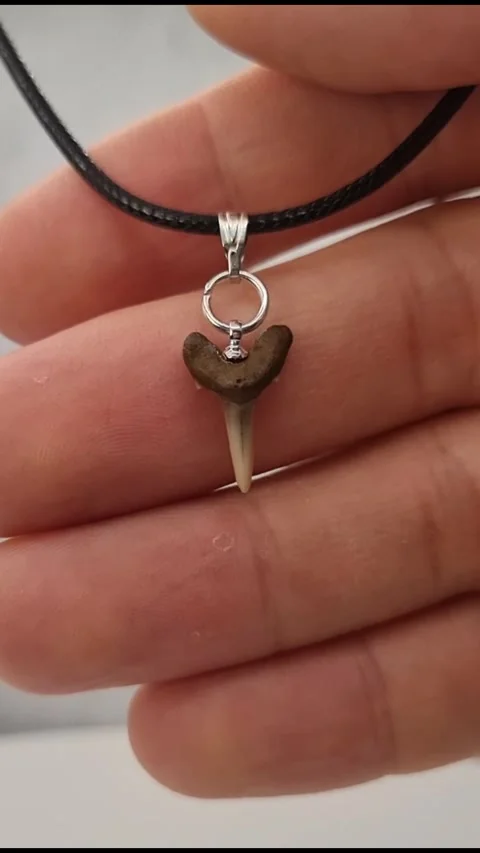 Shark tooth pendant Stock Footage 273016433
