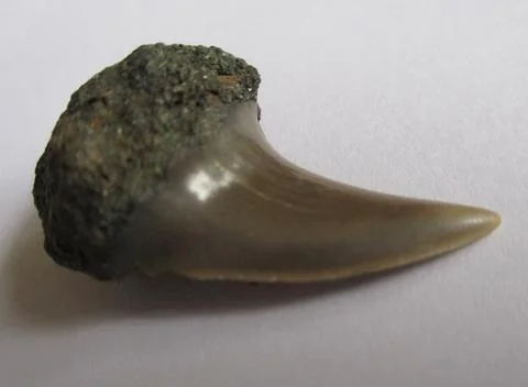 Shark Tooth Stock Photos
