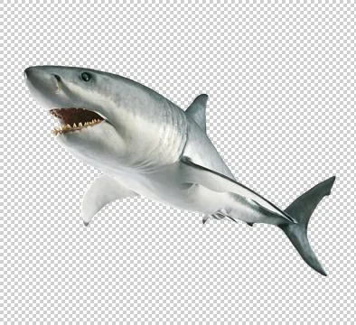 Shark on a transparent background Stock-Illustration