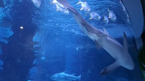 Shark Turn Video Video stock 272784084