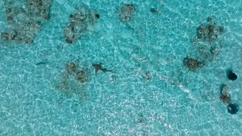 Shark with two stingrays in turquoise water of Maldives Stock Footage 249238526