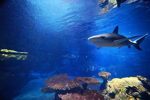 Shark under water, big predator fish, Underwater scene Stock Photos