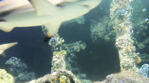 Shark of under water 库存影片 25433761