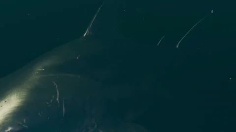 Shark under water Stock Footage 295934230