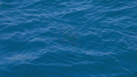 Shark Under Water, Shadow Stock Footage 70499260