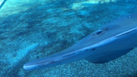 Shark Underwater Aquarium Stock Footage 92154635