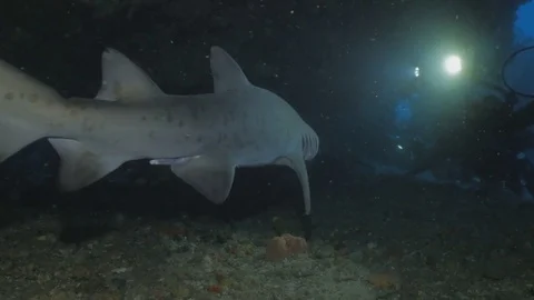 Shark in underwater cave Video stock 83730937