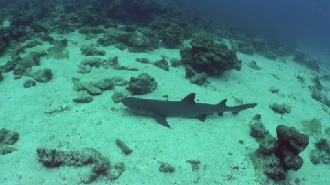 Shark underwater close-up at Isla Del Coco on bottom. Stockbeeldmateriaal 240926403
