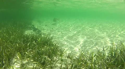 Shark Underwater Stock-Footage 11114754