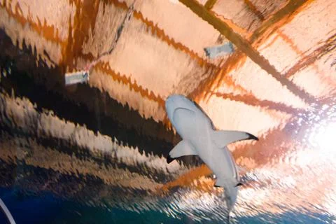 Shark underwater Stock Photos