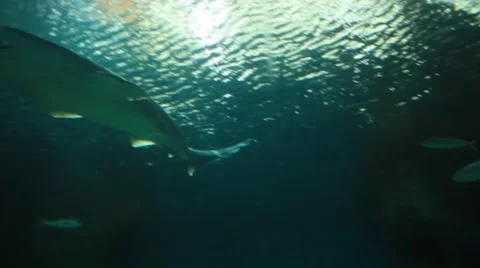 Shark Underwater Shot Stock Footage 48626467